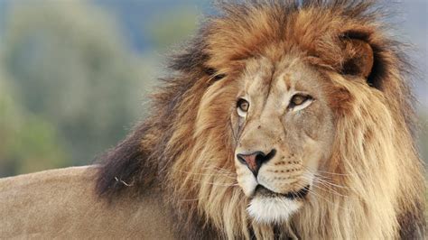 Why Do Male Lions Have Manes Mental Floss