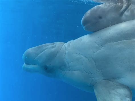 Seaworld Has A New Baby Beluga Whale San Antonio San Antonio Current