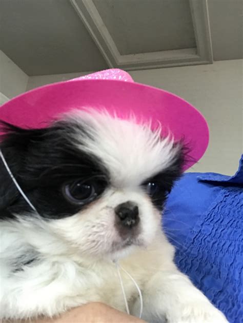 Japanese Chin Puppies For Sale Salem Or 278617
