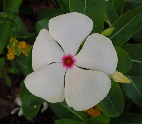 A White Star With A Red Center Photograph By Chad And Stacey Hall