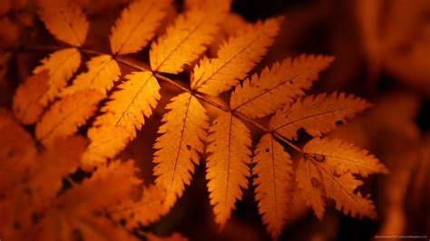 Fall Leaves Screensavers Bing Images Осенние листья Листья