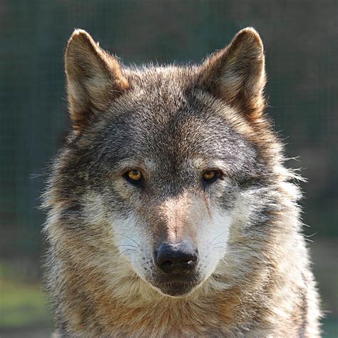 Alpha Male Wolf Im Watching You Photograph By Gill Billington