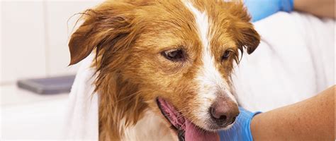 Canine Atopic Dermatitis Updates On Diagnosis And Treatment Todays