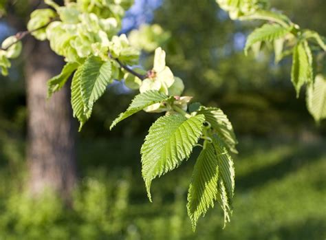 Crucial Pointers That Help In Correct Identification Of The Elm Tree