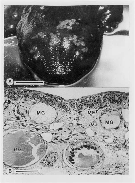 Figure 2 From Epidermal Papilloma In An Ozark Hellbender