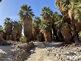 Hidden Palms Trail Interpretative Hike — Friends of the Desert Mountains