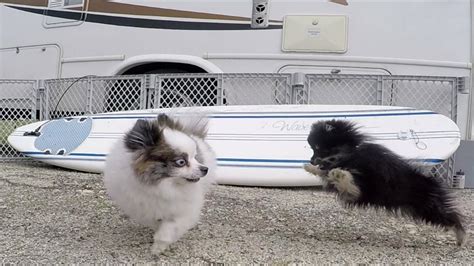 Pomeranians Playing At An Rv Youtube