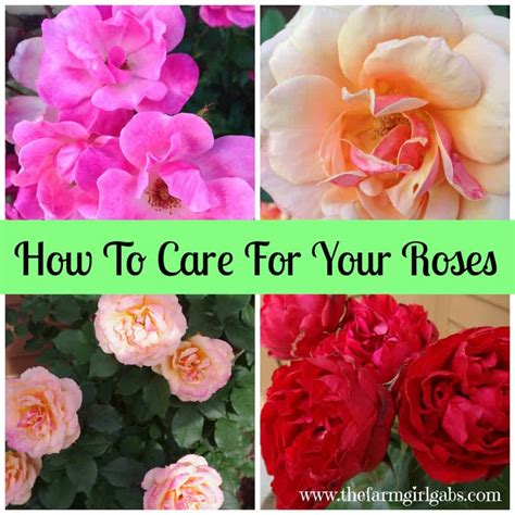 Simple Rose Care Tips And Techniques