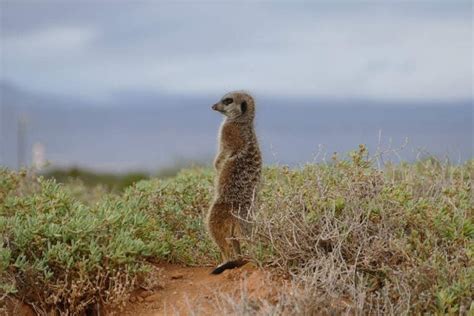 Highlights In Der Kleinen Karoo In Südafrika Genuss Touren