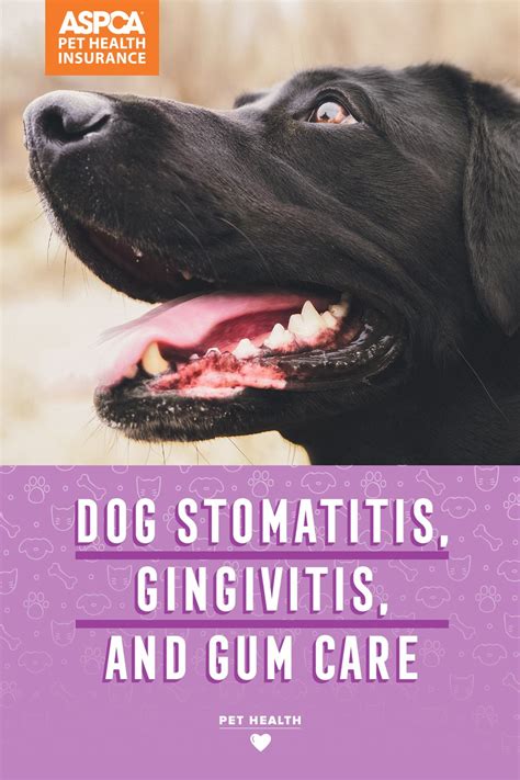 Dog Stomatitis Gingivitis And Gum Care Aspca Pet Health Insurance