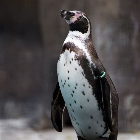 Penguin Portrait Free Stock Photo Public Domain Pictures