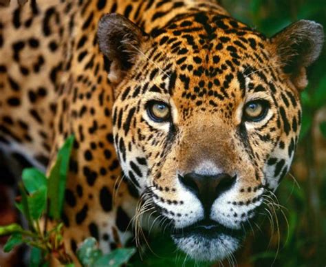 Hermosas Imágenes Para Descargar Gratis De Animales De La Selva