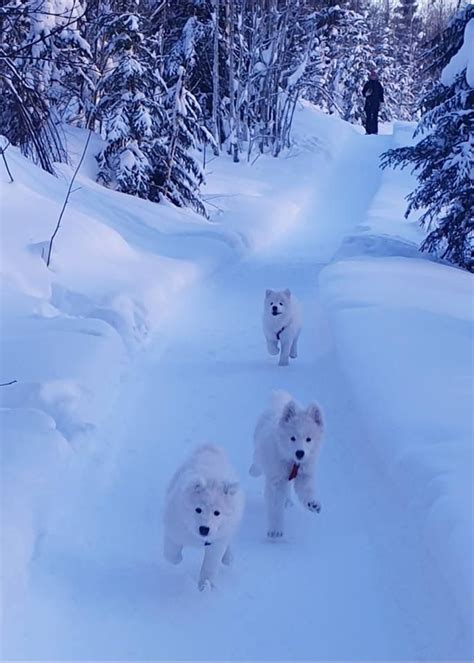 Pin By ☘️ Rj ☘️ On Snow Dogs Snow Dogs Spitz Type Dogs Dangerous