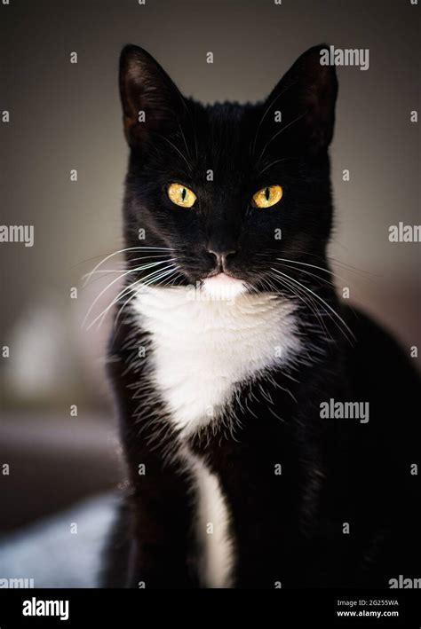 Portrait Of A Black And White Tuxedo Cat Stock Photo Alamy