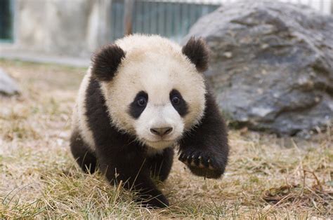 Reset all filters cute panda bear in yoga position cartoon watercolor illustration animal. Visit Adorable Baby Cubs at China's New Panda Center ...