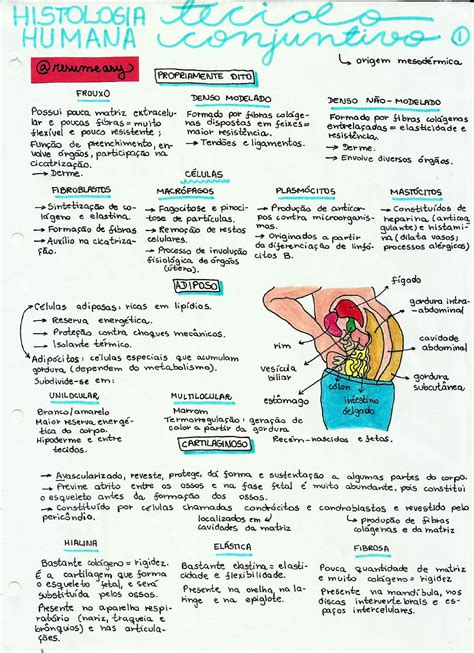 Mapa Mental Tecido Muscular Samirah Bezerra Histologia Biologia Sexiz Pix