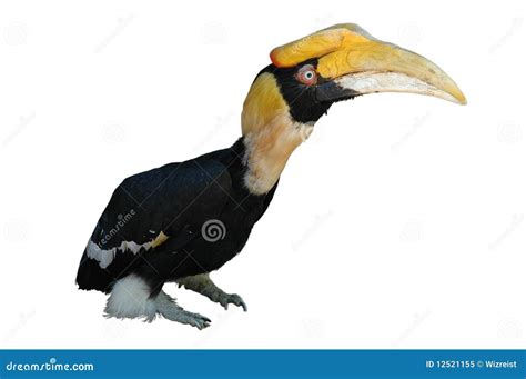 Great Hornbill Buceros Bicornis From Sulawesi Indonesia Rare Exotic