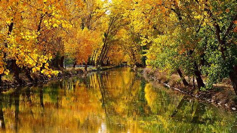 River Between Leafed Yellow Autumn Trees With Reflection Nature Hd