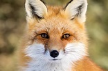Red Fox - Medicine River Wildlife Centre