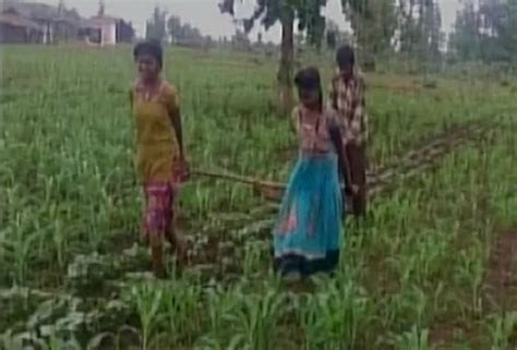 With No Money To Buy An Ox Distraught Mp Farmer Uses His Daughters To