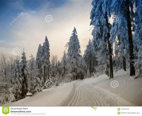 Beautiful Winter Landscape With The Snow Covered Spruce Trees Stock Image Image Of Outside