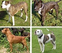 比特犬 - 维基百科，自由的百科全书