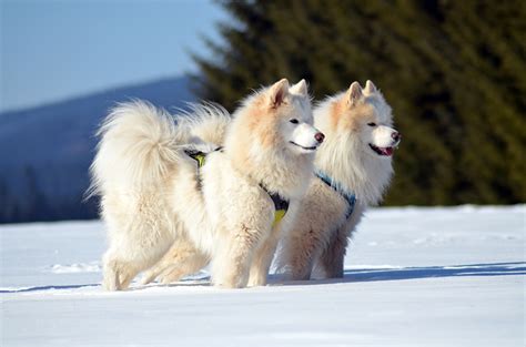 Pictures Samoyed Dog Dogs Two Winter Snow Animal Staring