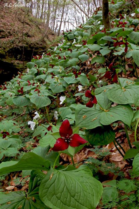 The Buckeye Botanist Guide To The Trillium Of Ohio