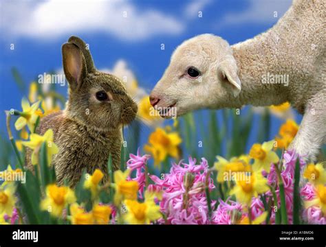 Animal Friendship Bunny And Lamb Between Daffodils Stock Photo Alamy