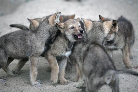 Can Cuddling Wolf Pups Turn Them Into Dogs American Kennel Club