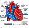 Esquema corazon - Cardiacos.net