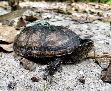 Tracking The Florida Mud Turtle For First Time In South Florida News Sports Jobs SANIBEL