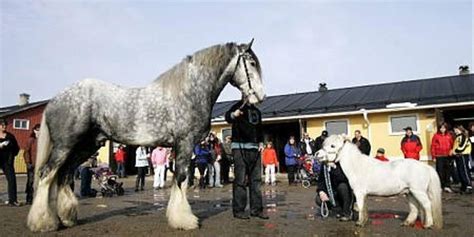 Världens största hästras på Solänget