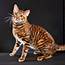 Domestic Cat Breeds With Stripes  Pets Lovers
