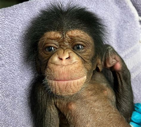 Heartwarming Moment Mother Chimpanzee Reunites With Her Newborn At