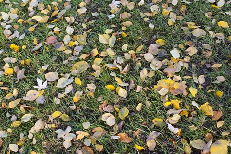 Fall Leaves On Grass 3973 Stockarch Free Stock Photo Archive