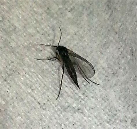 Dark Winged Fungus Gnat — Pest Control Canada