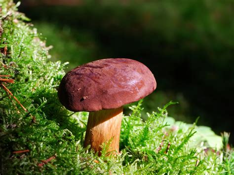 Growing Wine Cap Mushrooms The Secrets Of How To Get A Rich Harvest