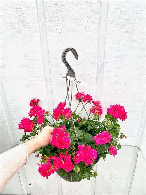 Free flower delivery by top ranked local florist in rochester, mn! Pink Geranium Hanging Basket Rochester Florist - Flowers ...