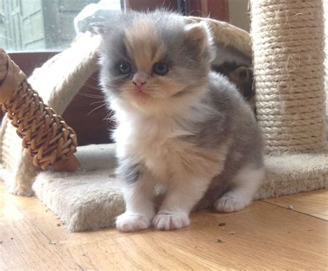 All categories pets & animals cats cats for sale antiques & collectables art baby gear books building & renovation business, farming & industry cars, bikes & boats clothing & fashion exotic and persian kittens. Exotic Persian kittens for sale... | Northampton ...