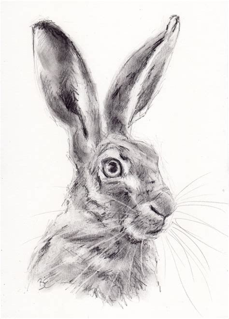 Original A4 Pencil And Charcoal Drawing Of A Hare By Animal
