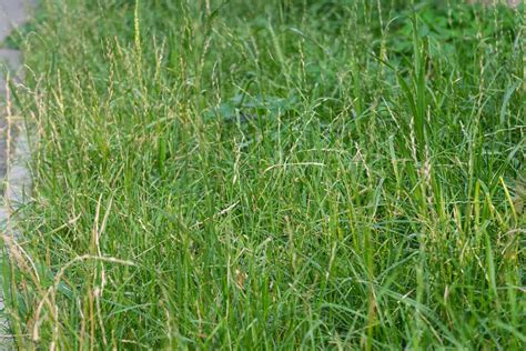 What Is Perennial Ryegrass Essential Facts You Should Know