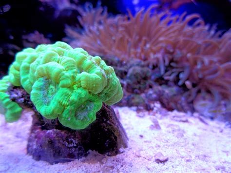 Fotos Gratis Biología Amarillo Arrecife De Coral Invertebrado