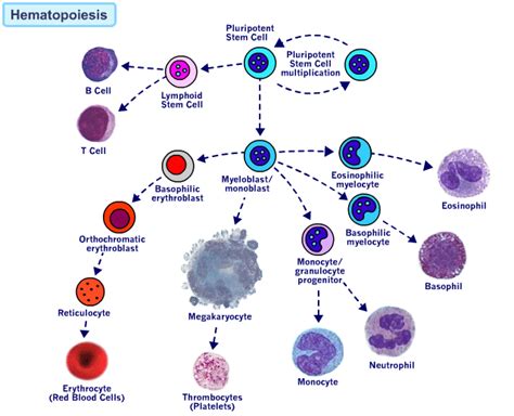 All About The Hematopoiesis Process Science Cell Line Stem Cell