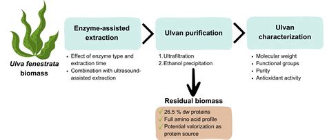 Molecules Free Full Text Enzyme Assisted Extraction Of Ulvan From