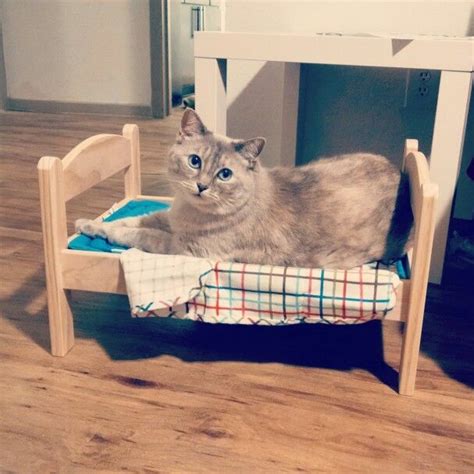Ikea Duktig Doll Bed Is Way Cuter As A Cat Bed Doll Bed Cat Bed Cats