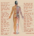 人体的器官都在什么位置 人体内器官分布图及解说