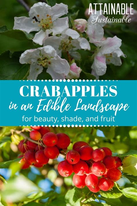 In Addition To Fruit Crabapple Trees Offer Beautiful