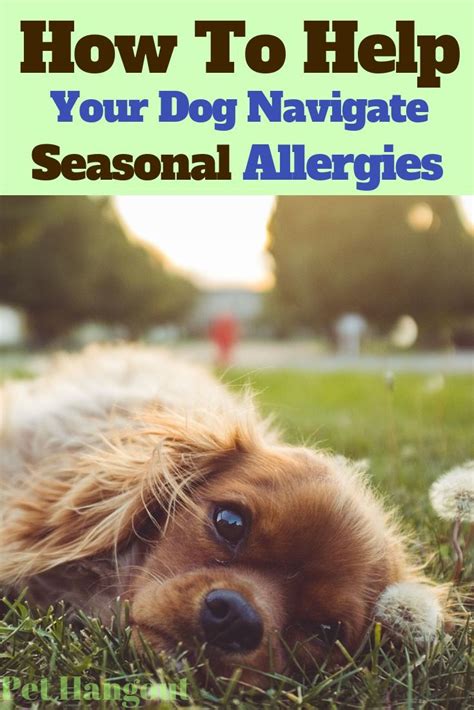 How To Help Your Dog Navigate Seasonal Allergies Dog Sneezing Dogs