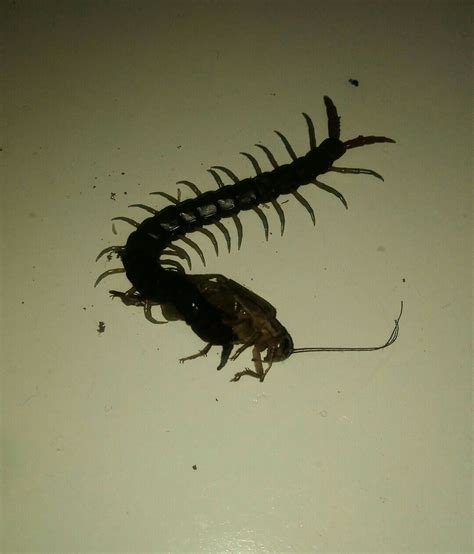 One Of My Centipedes Having A Feed On A Cricket Centipede